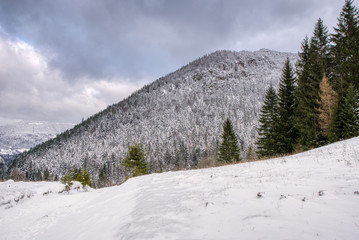Fototapeta premium Majestic white spruces glowing by sunlight. Picturesque and gorgeous wintry scene. slovakia mala fatra