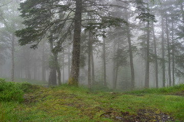 Amazing nature landscape view of north scandinavian forest in the fog