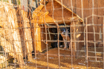 Homeless dogs in a shelter in a cage. Photographed close-up.