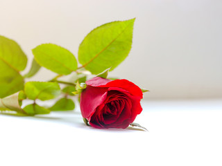 Beautiful red rose  isolated on white background, sweet valentine background