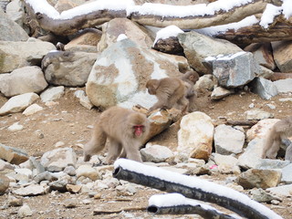 地獄谷の猿