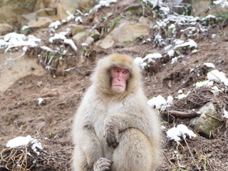 Naklejka premium 地獄谷の猿