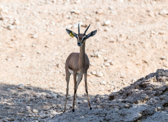 Beautiful wild animal Blackbuck deer (Antilope cervicapra) or Indian antelope in Al Ain Zoo Safari Park