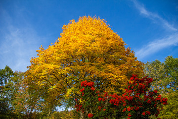 A tree in autumn