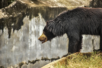 brown bear in zoo