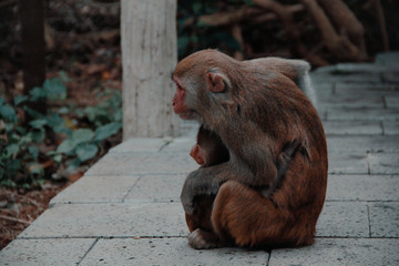 park monkeys Asia China travel