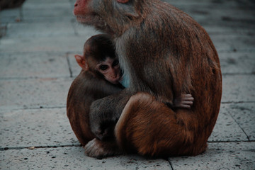 park monkeys Asia China travel