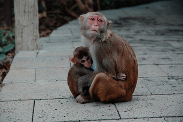 park monkeys Asia China travel