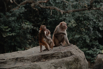 Fototapeta na wymiar park monkeys Asia China travel