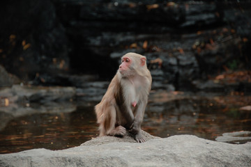 park monkeys Asia China travel