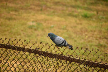 pigeon bird on fence