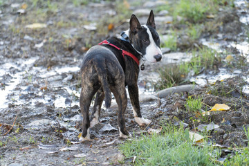 English bull terrier. Thoroughbred dog. Canine friend.