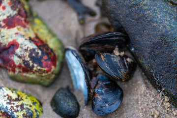 Many snail shells  land on a sandy beach and like to hold onto stones
