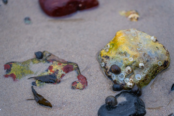 Many snail shells  land on a sandy beach and like to hold onto stones