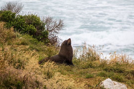 Fur seal (Arctocephalus forsteri) or long-nosed fur seal posing at the coast of New Zealand. Wildlife and nature.