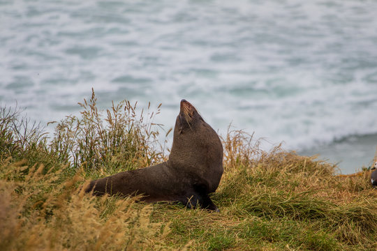 Fur seal (Arctocephalus forsteri) or long-nosed fur seal posing at the coast of New Zealand. Wildlife and nature.