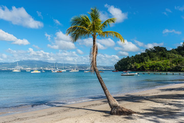 Beautiful view of the Anse-a-l'Ane bay from the beach on the Pointe du Bout peninsula in the island of Martinique. Lonely palm tree in the center. - 313375144