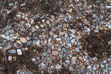 in a sandy beach there are  algae and stones in the middle of the sand