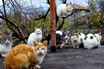 The Cat Parliament sits. Eight cats sit on the roof of a rural garage. They look with narrowed eyes at the lens.. - 313375714