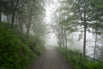 Fototapeta premium Amazing nature landscape view of north scandinavian forest in the fog