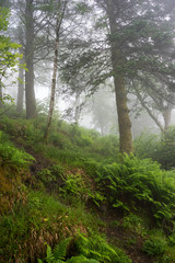 Amazing nature landscape view of north scandinavian forest in the fog