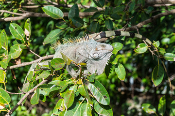 Green Iguana in Fort de France, Martinique