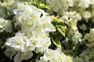 Beautiful white bougainvillea flowers and sunlight