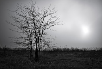 Lonely dead tree against dark cloudy sky. Abstract background