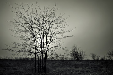 Lonely dead tree against dark cloudy sky. Abstract background