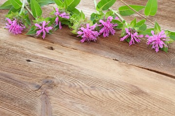 Flower background from bergamot. Background flowers of Monarda didyma,  woodem board