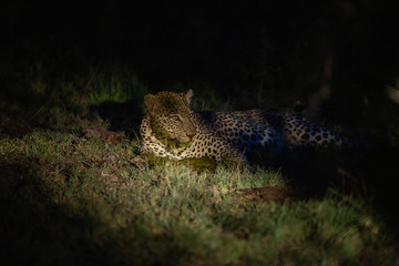 Fototapeta na wymiar A territorial male leopard rolling in fresh buffalo dung to disguise his scent
