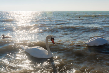Mute swan in an European freshwater lake
