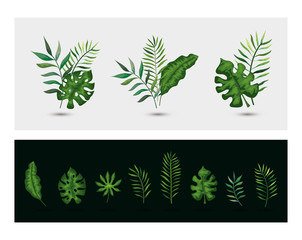 set of branches with leafs tropicals vector illustration design