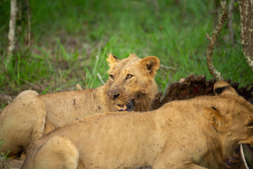 Young male lions finishing off a buffalo carcass and then moving off to cooler ground with less flies