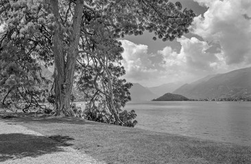 Bellagio - The old mediterranean pine on the waterfront of Como lake.