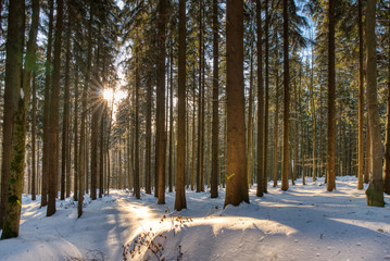 Splendid Christmas scene in the mountain forest at sunny day. Beautiful winter landscape in the beskydy czech , europe