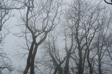 Fototapeta na wymiar Nude branches of trees indistinctly displayed because they are covered by fog or mist that is slowly dissipating.