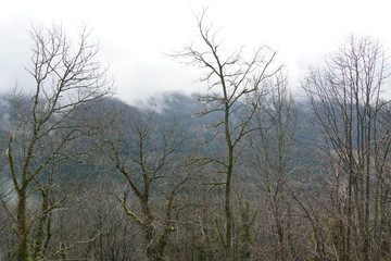 Trees on a hill slope in winter partially covered by mist tat is slowly dissipating. In the background there are hills with dissipating mist. The trees trunks are covered by ivy.