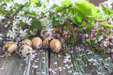 Easter and spring holiday concept. Quail eggs and sakura blossom on a old wood background. Close up, selective focus