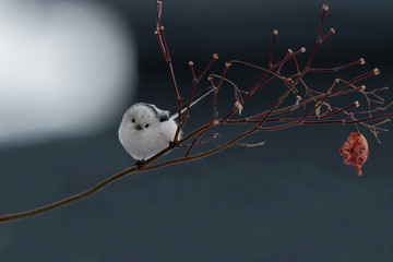 冬のシマエナガ