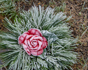 Frost in dem Gesteck