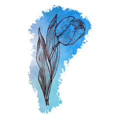Tulip flower isolated on blue watercolor background. Hand drawn black outline converted into a vector image. Beautiful tulip - symbol of love, warmth and happiness. 