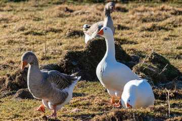 geese in the south of France