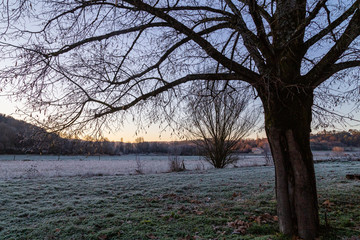 Fototapeta na wymiar trees at daybreak