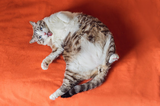 Very fat cat is obese, lies on an orange blanket