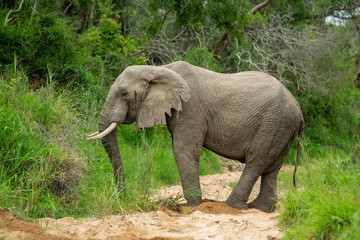 Fototapeta premium Large elephant bull with torn ears drinking from a drainage system after digging for water