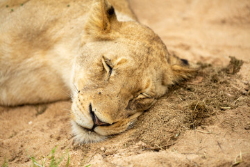 Lions sleeping in a drainage system to get away from the heat of hot summers day after devouring a buffalo