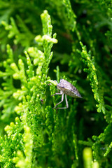 Tuya or Thuja is a genus of gymnospermous conifers of the cypress family (Cupressaceae) of the site with dew drops and a sitting bug (Elasmucha grisea)