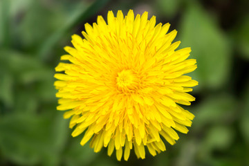 Yellow dandelion flower, close-up.