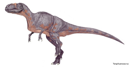 ヤンチュアノサウルス　「四川省の竜」　中国四川省で発見されたジュラ紀後期の大型肉食恐竜。シンラプトル科に分類される。頭部が大きさに比して軽量化されており、全長は7.5メートルから9.5メートルと大型ではあるが動作は俊敏であったと推定されている。骨格標本から鼻梁と背中にあったとされる帆のような隆起は温度調節機能を持ったといわれる。